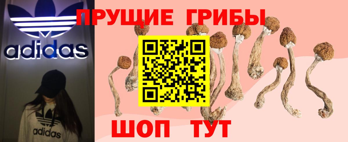Псилоцибиновые грибы Psilocybe Чапаевск